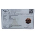 Super Collector 5 Mukhi Rudraksha Nepal - (26.25 MM)