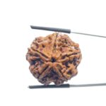 Super Collector 5 Mukhi Rudraksha Nepal - (27.00 MM)