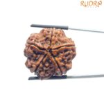 Super Collector 5 Mukhi Rudraksha Nepal - (27.00 MM)