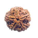 Super Collector 5 Mukhi Rudraksha Nepal - (27.00 MM)