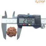 Super Collector 5 Mukhi Rudraksha Nepal - (27.00 MM)