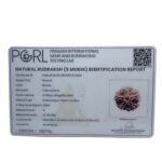 Super Collector 5 Mukhi Rudraksha Nepal - (27.00 MM)