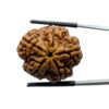 Super Collector 5 Mukhi Rudraksha Nepal - (27.35 MM)