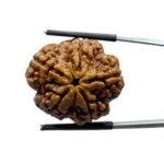 Super Collector 5 Mukhi Rudraksha Nepal - (27.35 MM)