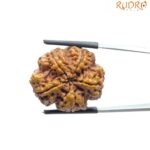 Super Collector 5 Mukhi Rudraksha Nepal - (27.35 MM)