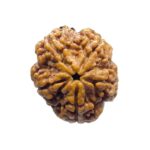 Super Collector 5 Mukhi Rudraksha Nepal - (27.35 MM)