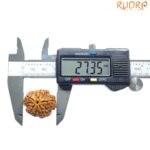 Super Collector 5 Mukhi Rudraksha Nepal - (27.35 MM)