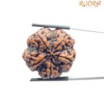 Super Collector 5 Mukhi Rudraksha Nepal - (27.42 MM)