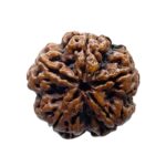 Super Collector 5 Mukhi Rudraksha Nepal - (27.42 MM)