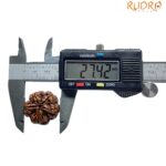 Super Collector 5 Mukhi Rudraksha Nepal - (27.42 MM)