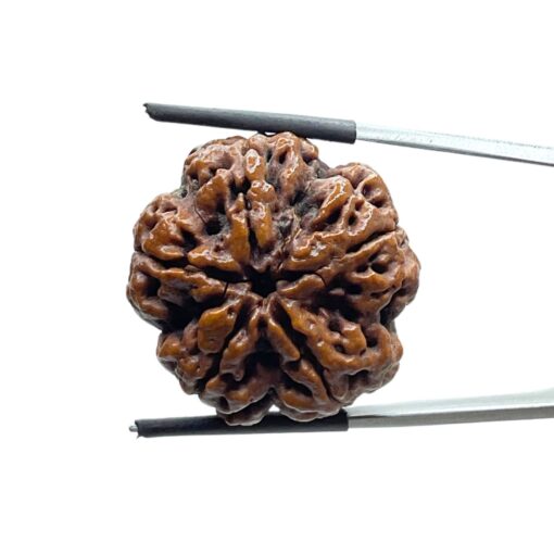 Super Collector 5 Mukhi Rudraksha Nepal - (27.42 MM)