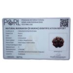 Super Collector 5 Mukhi Rudraksha Nepal - (27.42 MM)