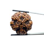 Super Collector 5 Mukhi Rudraksha Nepal - (27.47 MM)