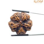 Super Collector 5 Mukhi Rudraksha Nepal - (27.47 MM)