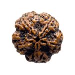 Super Collector 5 Mukhi Rudraksha Nepal - (27.47 MM)