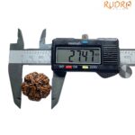 Super Collector 5 Mukhi Rudraksha Nepal - (27.47 MM)