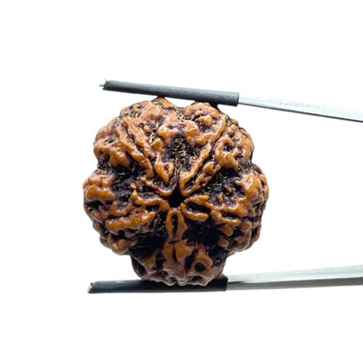 Super Collector 5 Mukhi Rudraksha Nepal - (27.47 MM)