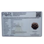Super Collector 5 Mukhi Rudraksha Nepal - (27.47 MM)