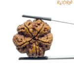 Super Collector 5 Mukhi Rudraksha Nepal - (27.75 MM)
