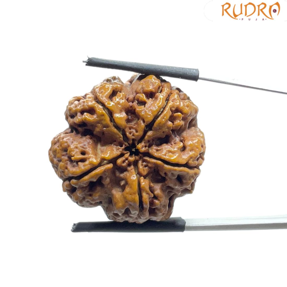 Super Collector 5 Mukhi Rudraksha Nepal - (27.75 MM)