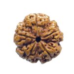 Super Collector 5 Mukhi Rudraksha Nepal - (27.75 MM)