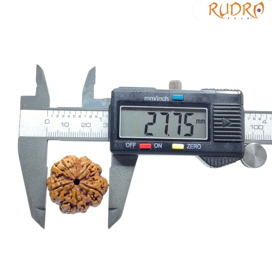 Super Collector 5 Mukhi Rudraksha Nepal - (27.75 MM)
