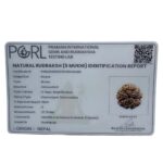Super Collector 5 Mukhi Rudraksha Nepal - (27.75 MM)