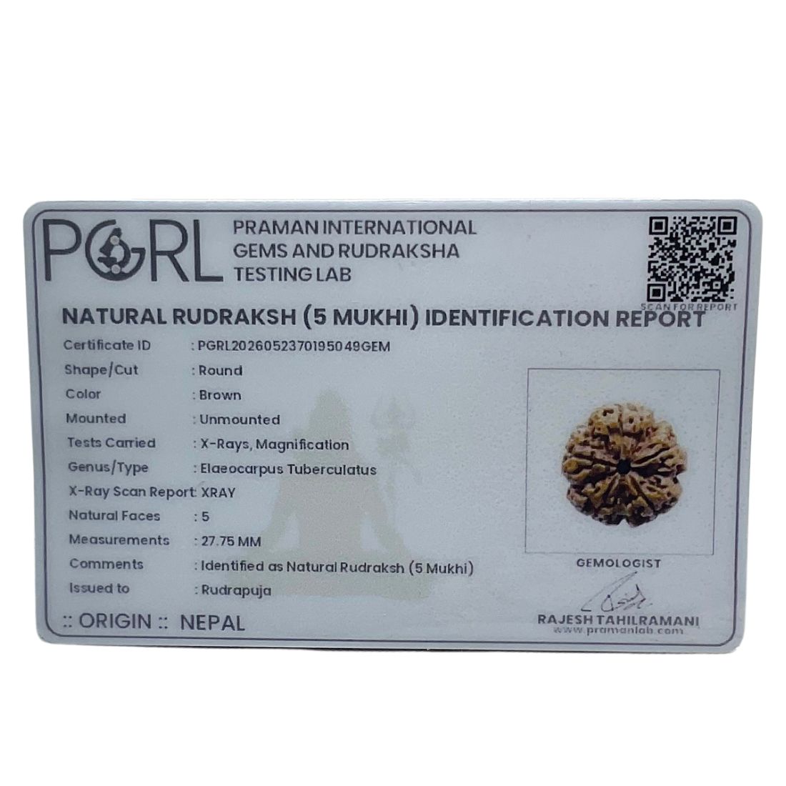 Super Collector 5 Mukhi Rudraksha Nepal - (27.75 MM)