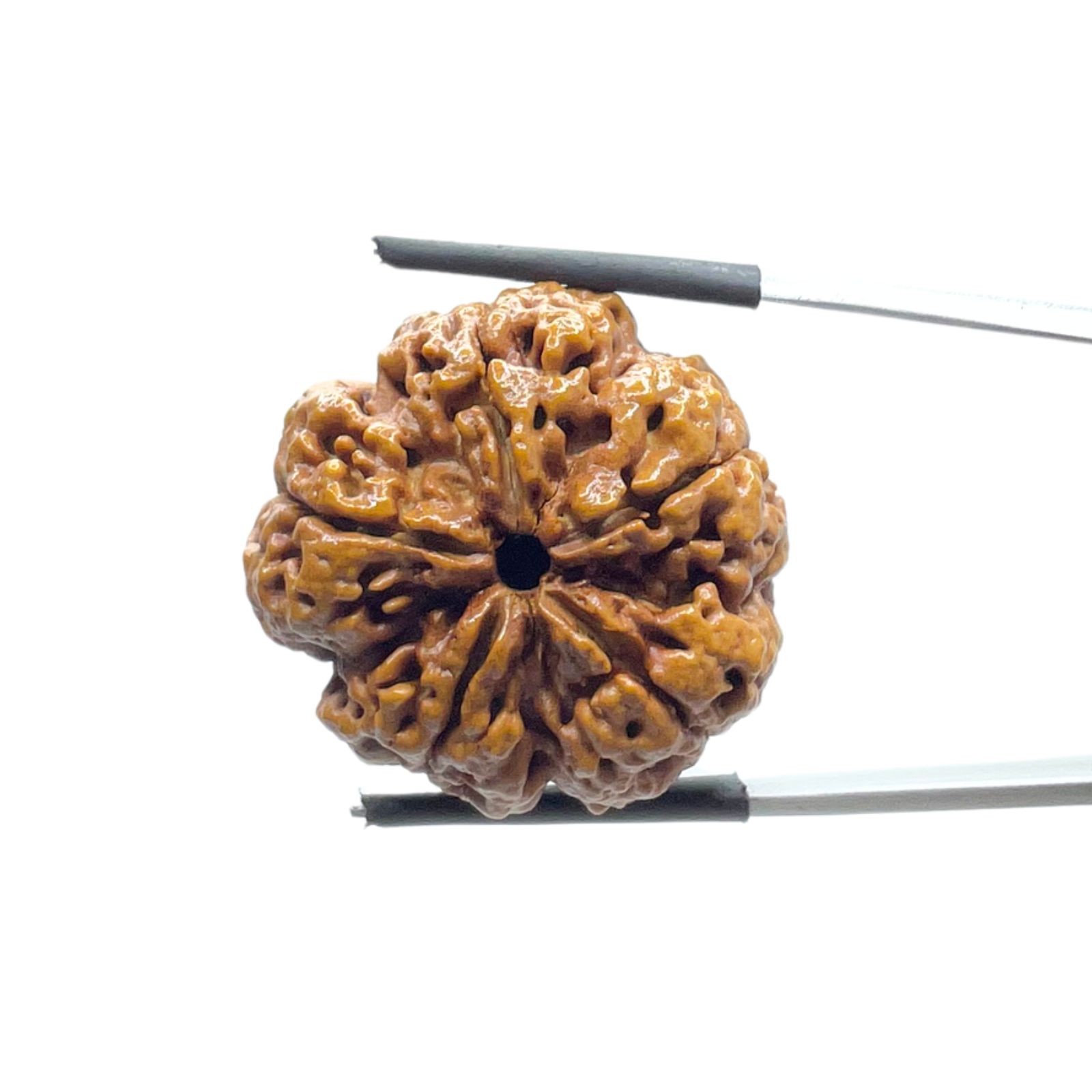 Super Collector 5 Mukhi Rudraksha Nepal - (27.75 MM)