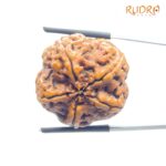 Super Collector 5 Mukhi Rudraksha Nepal - (28.00 MM)