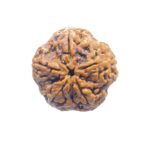 Super Collector 5 Mukhi Rudraksha Nepal - (28.00 MM)