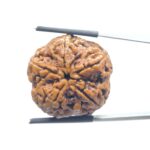 Super Collector 5 Mukhi Rudraksha Nepal - (28.00 MM)