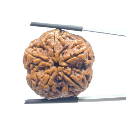 Super Collector 5 Mukhi Rudraksha Nepal - (28.00 MM)