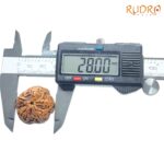 Super Collector 5 Mukhi Rudraksha Nepal - (28.00 MM)