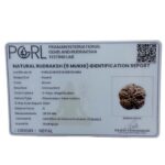 Super Collector 5 Mukhi Rudraksha Nepal - (28.00 MM)