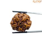 Super Collector 5 Mukhi Rudraksha Nepal - (28.05 MM)