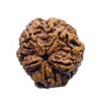 Super Collector 5 Mukhi Rudraksha Nepal - (28.05 MM)