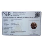 Super Collector 5 Mukhi Rudraksha Nepal - (28.05 MM)