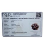 Super Collector 5 Mukhi Rudraksha Nepal - (28.20 MM)