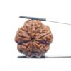 Super Collector 5 Mukhi Rudraksha Nepal - (28.70 MM)