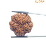 Super Collector 5 Mukhi Rudraksha Nepal - (28.70 MM)
