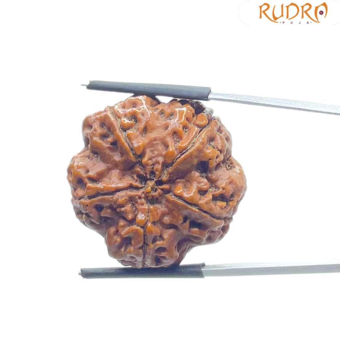Super Collector 5 Mukhi Rudraksha Nepal - (28.70 MM)