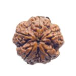 Super Collector 5 Mukhi Rudraksha Nepal - (28.70 MM)