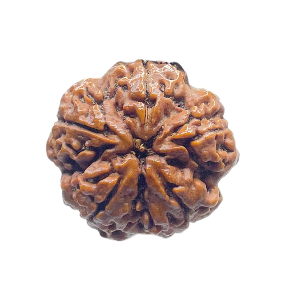 Super Collector 5 Mukhi Rudraksha Nepal - (28.70 MM)
