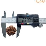 Super Collector 5 Mukhi Rudraksha Nepal - (28.70 MM)