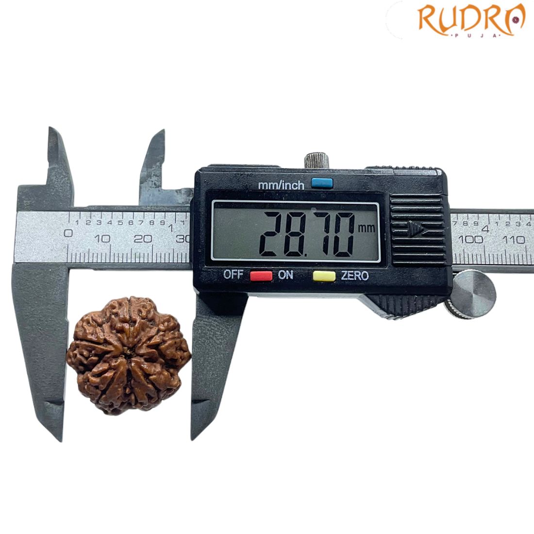 Super Collector 5 Mukhi Rudraksha Nepal - (28.70 MM)