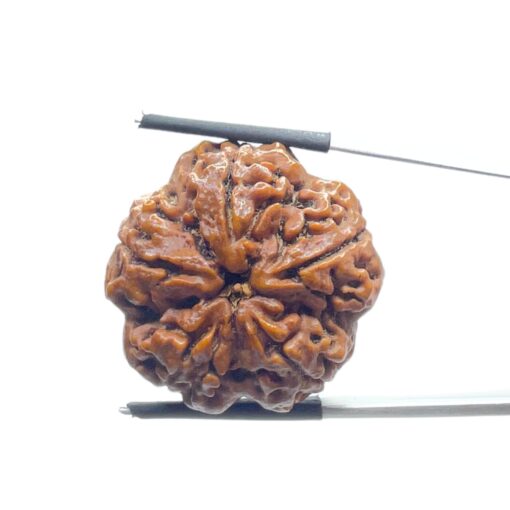 Super Collector 5 Mukhi Rudraksha Nepal - (28.70 MM)