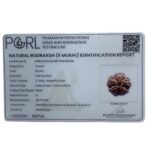 Super Collector 5 Mukhi Rudraksha Nepal - (28.70 MM)