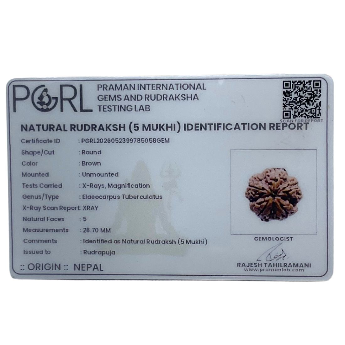 Super Collector 5 Mukhi Rudraksha Nepal - (28.70 MM)
