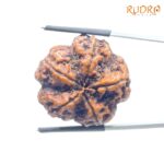 Super Collector 5 Mukhi Rudraksha Nepal - (29.18 MM)